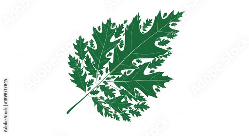 Vibrant green oak leaf with intricate details and texture