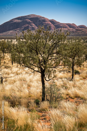 Cuadro en lienzo Desert tree and grassland with rock formations at Kata Tjuta, Australia