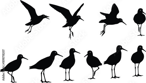Silhouette of sandpiper birds in flight and standing, shorebird wading bird vector set, coastal wildlife nature elements isolated on white background