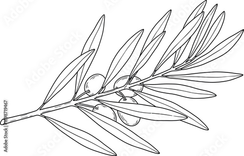 Detailed black and white line art illustration of a fresh olive branch featuring several elongated leaves and ripe fruits suitable for culinary or decorative use in design projects.