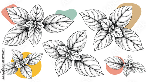 Hand drawn basil leaves collection with colorful abstract shapes in the background for culinary or botanical design.