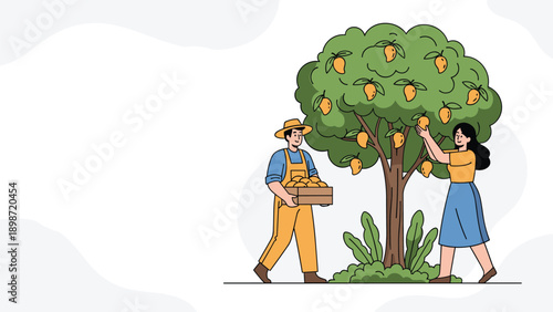 Man and woman farmers harvesting ripe mangoes from a fruit tree into a wooden box in a lush green orchard garden.