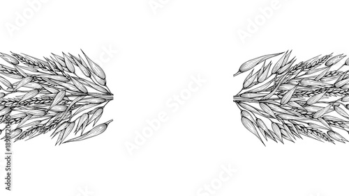 Hand drawn illustration of wheat and barley ears framing a central white copy space for agricultural and bakery designs.