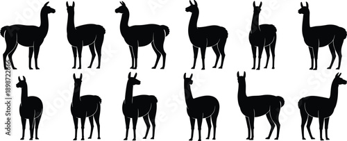 Black silhouettes of llamas in various poses white background animals