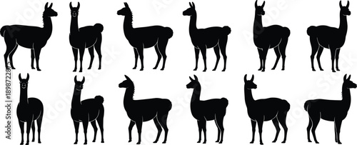 Black silhouettes of llamas on white background animals