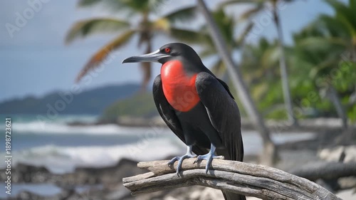 Wallpaper Mural Tropical Bird Perches on Driftwood, Displaying Vibrant Red Throat Patch, with Ocean Waves and Palm Trees in Background, Suitable for Wildlife or Travel Advertising Torontodigital.ca