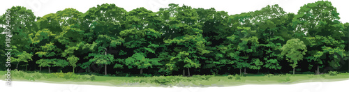 Dense forest of tall trees with lush green foliage on white background 1