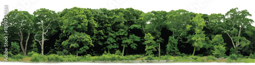 Dense forest of tall trees with lush green foliage on white background