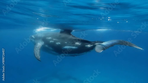 Wallpaper Mural Whale swimming underwater near surface with sunlight shining through ocean water in background, possibly for educational or conservation use Torontodigital.ca