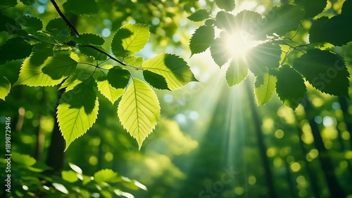 Wallpaper Mural Sunlight filtering through lush green forest leaves, natural background with sunbeams Torontodigital.ca