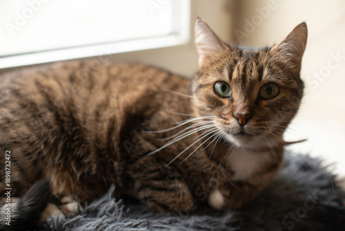 Wallpaper Mural A domestic tabby cat with green eyes rests on a soft surface near a window.  Torontodigital.ca