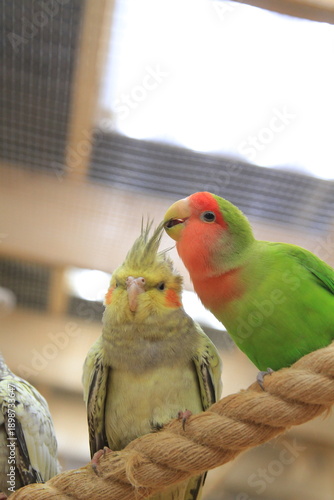 lovebirds are cleaning the feathers of a corella parrot