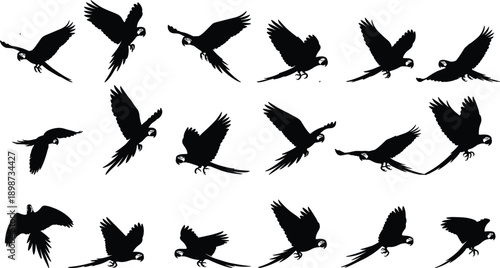 Black parrot silhouette set, flying macaw bird collection in various wing positions, tropical exotic wildlife elements for summer nature design, isolated on white.