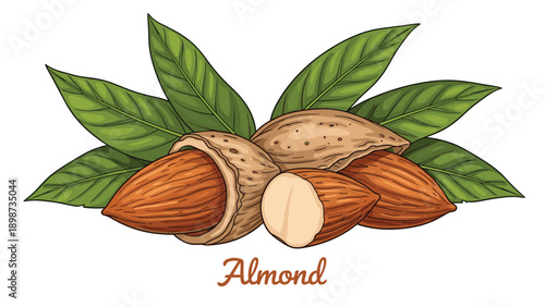 Detailed botanical illustration of whole and shelled almond nuts accompanied by fresh green leaves on a clean white background.