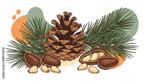 Pine cone with green needle branches and scattered cedar nuts in shells on white background with abstract shapes.