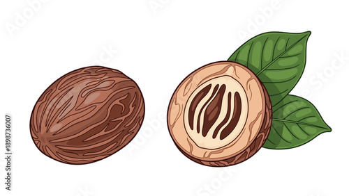 Detailed botanical illustration of a whole nutmeg seed and a cross-section showing its inner texture alongside green leaves.