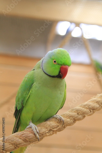 a parrot of the necklace breed looks into the camera