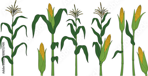 Corn Plant Growth Stages Flat Illustration Set Showing Maize Crop Development from Young Seedling to Mature Ear for Agriculture and Farming Designs
