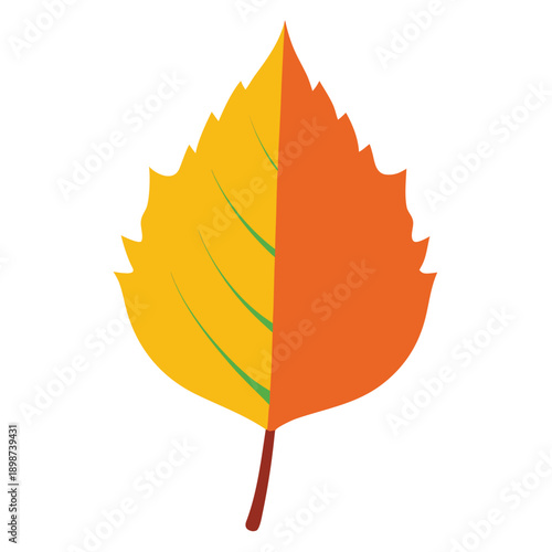 aspen leaf colorful on white background