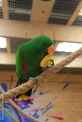 blue and yellow macaw