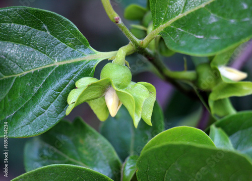 Fényképezés Spring flowering of female persimmon flowers