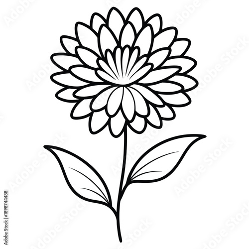 aster line art on white background