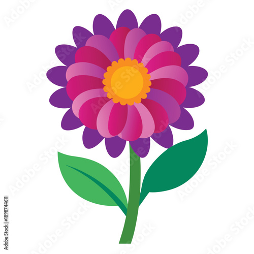 aster colorful on white background