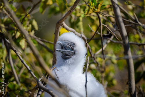 Fluffy White Booby Chick in Nest