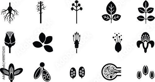 Stylized black and white icons illustrating various plant parts including roots, leaves, flowers, and seeds