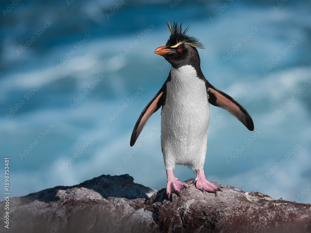 Fototapeta premium Pingüino penacho amarillo al borde del agua sobre piedra.