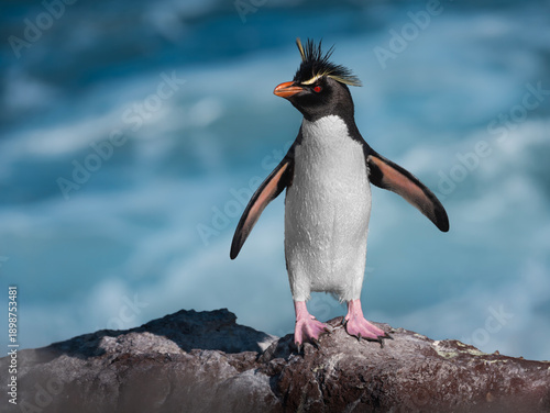 Quadro su tela Pingüino penacho amarillo al borde del agua sobre piedra.