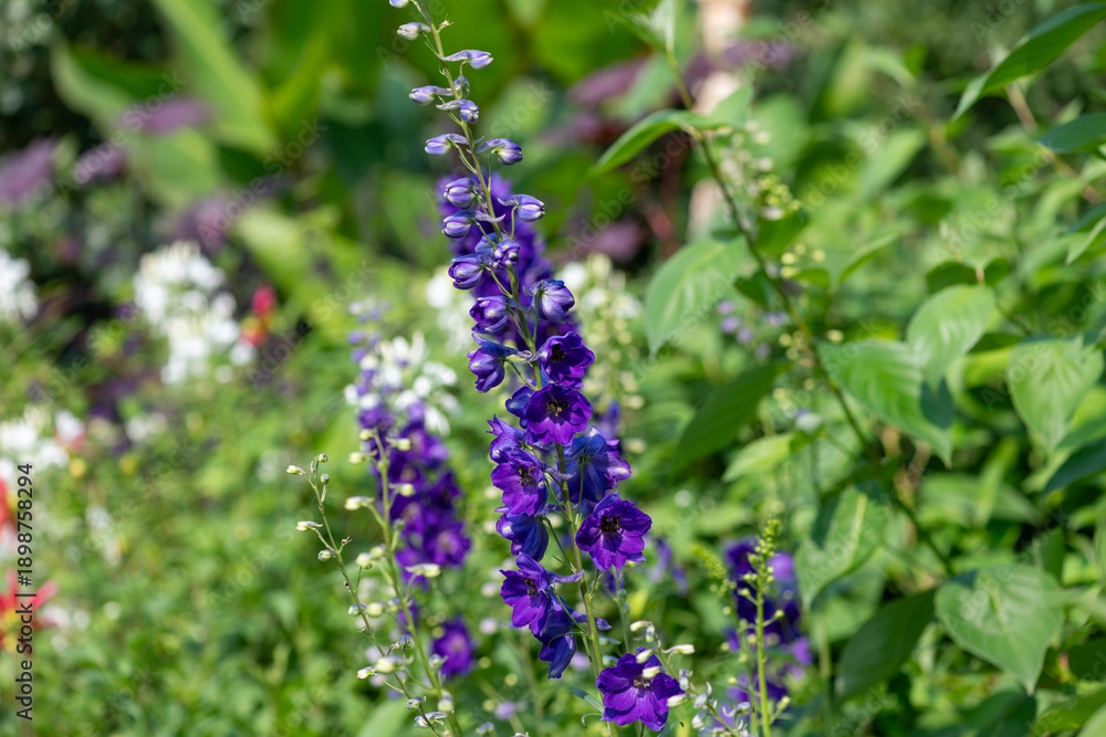 Obraz premium Close up of purple delphinium elatum flowers in bloom