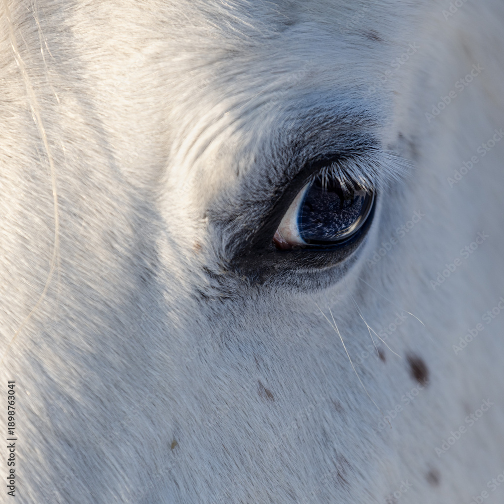 custom made wallpaper toronto digitalThe beautiful eye of a white Arabian horse. Emotions: peace, calm, no stress, cute
