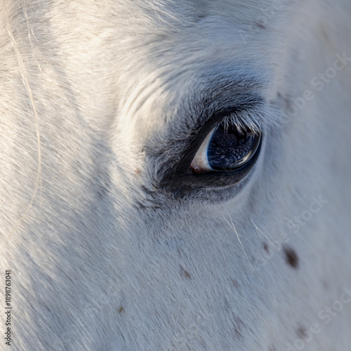 Wallpaper Mural The beautiful eye of a white Arabian horse. Emotions: peace, calm, no stress, cute Torontodigital.ca