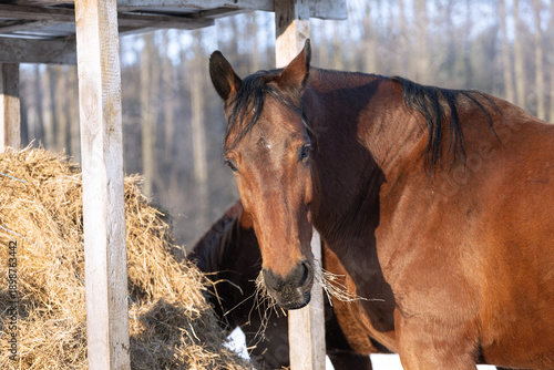 Wallpaper Mural A bay horse at a hay feeder on a sunny winter day. Horse care and feeding horses in winter. Torontodigital.ca