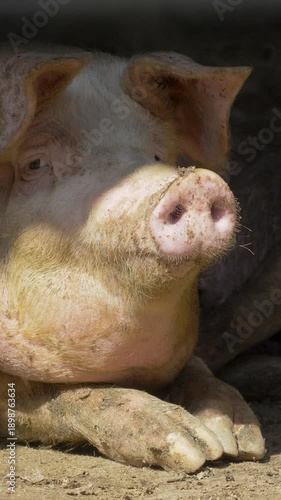 Raising and breeding domestic pigs as livestock, animal husbandry. Pigs are farmed for food and skins at agricultural pig farm. Pig breeding complex also supports organic meat production