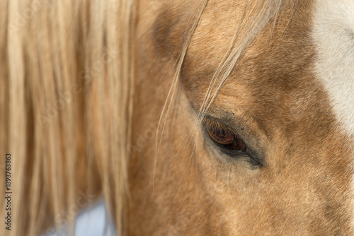 Wallpaper Mural A close-up of a beautiful Palomino horse's head. A calm, half-closed eye, relaxed, stress-free, calm. Background: Horse emotions. Torontodigital.ca