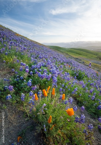 California poppies and a field of lupine at sunset in Northern California 