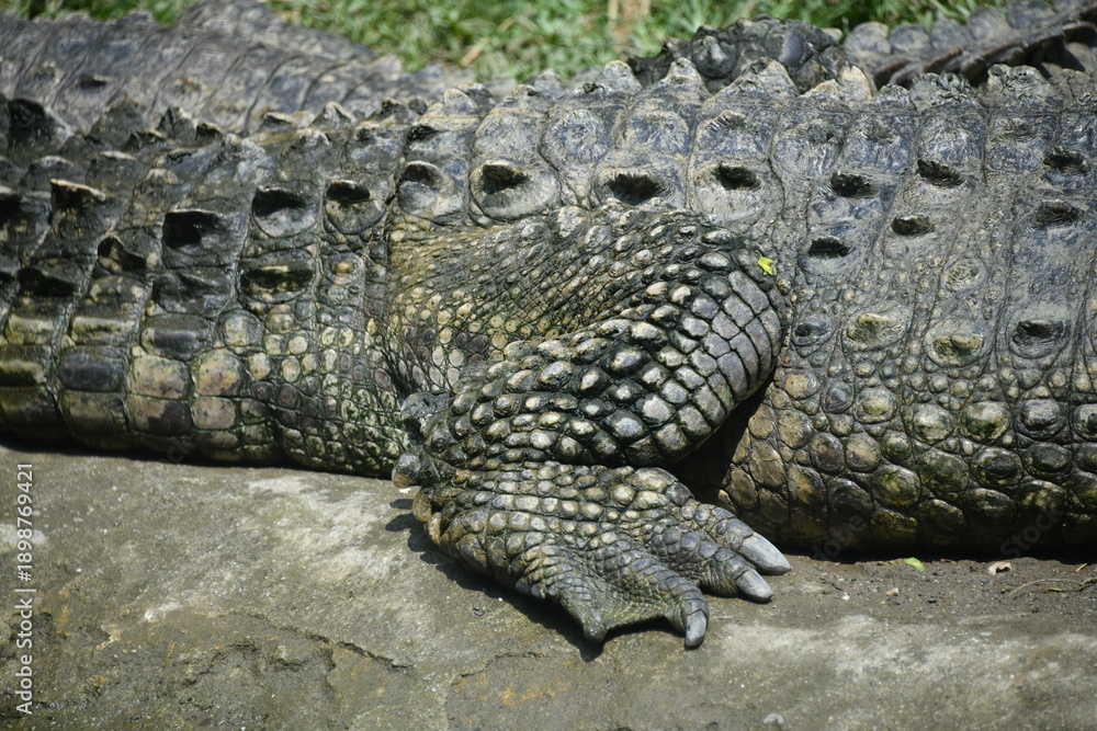 Obraz premium A crocodile's leg showing its strength and power