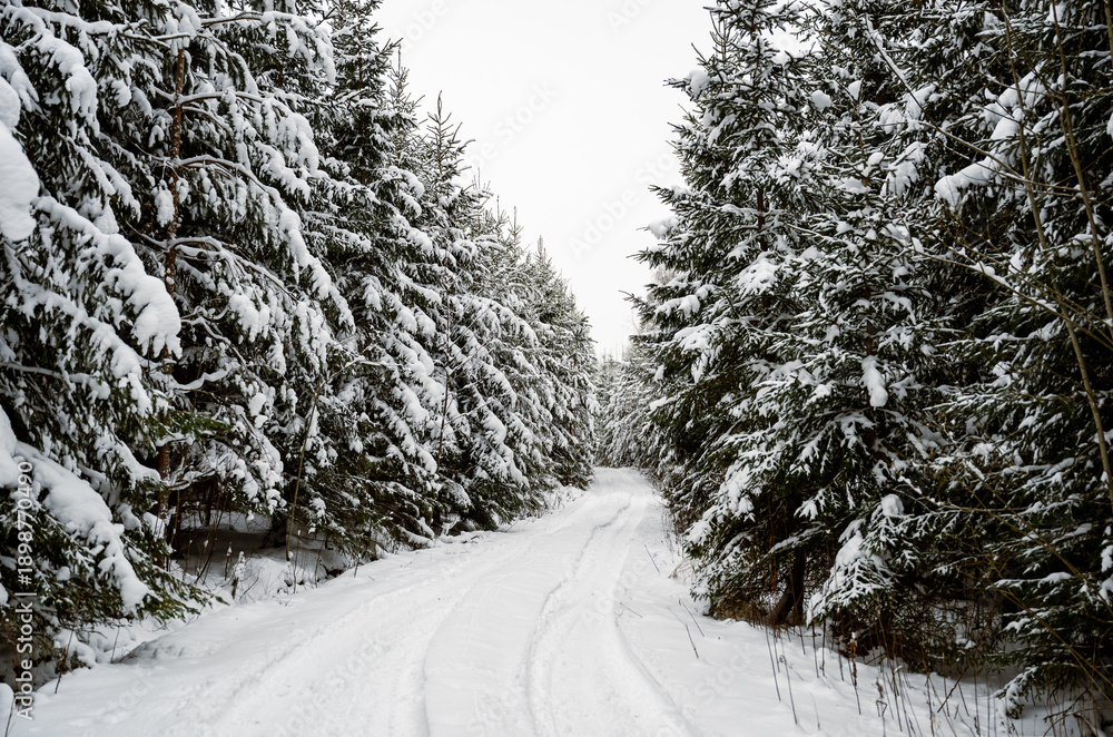 Obraz premium Snow covered forest road in winter with pine trees creating peaceful natural landscape