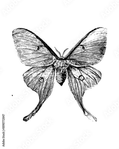 butterfly vector illustration