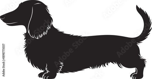 Black dachshund dog silhouette standing on white background