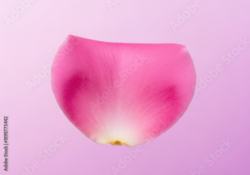 Soft pink floral background texture composed of a single, delicate rose petal. Beautiful natural spring gradient colors, petal, botany, wallpaper