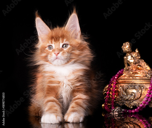 Beautiful cute maine coon kitten on blue background in studio, isolated.