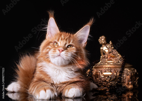 Beautiful cute maine coon kitten on blue background in studio, isolated.