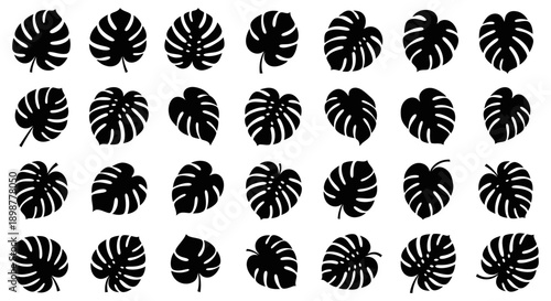 An abundant and detailed collection of black silhouette Monstera deliciosa leaves in various angles and sizes.