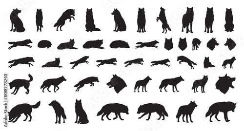 Collection of dark wolf silhouettes illustrating sitting running jumping and howling positions. Set of contrasting black wolf profiles demonstrating range of postures for design purposes
