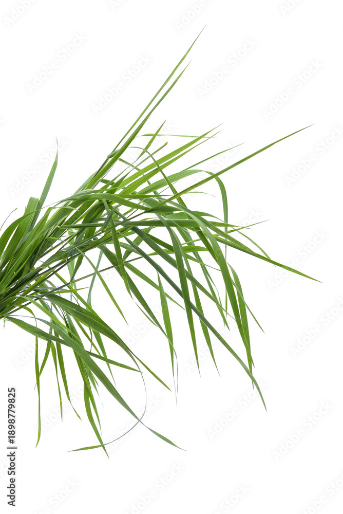 Fototapeta premium Bunch of fresh green grass leaves on a white background.