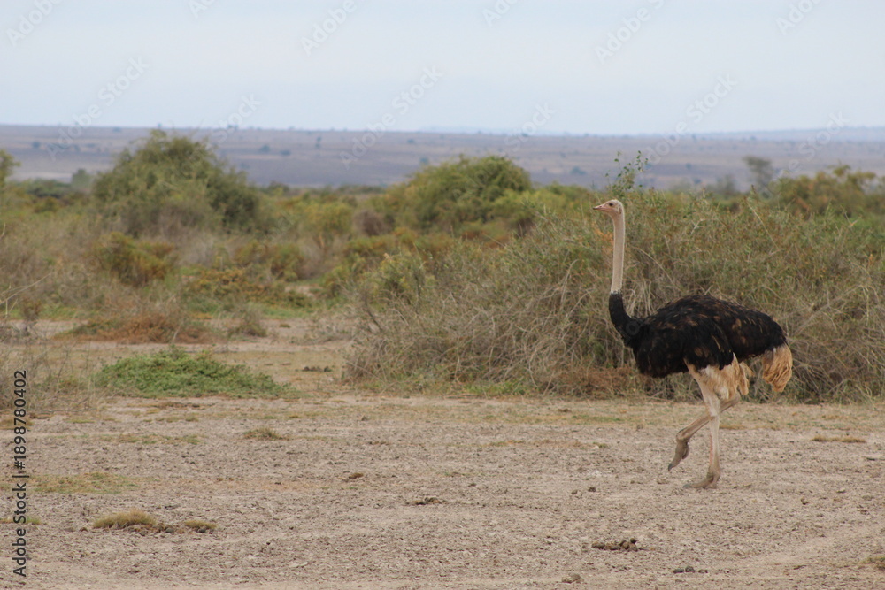 Naklejka premium Ostrich standing in open savannah in Amboseli, Kenya