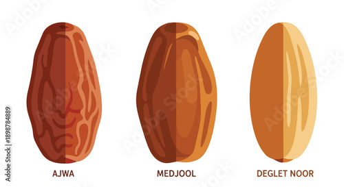 Medjool dates illustration close up isolated white background